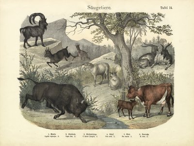 Mammals, c.1860 by German School
